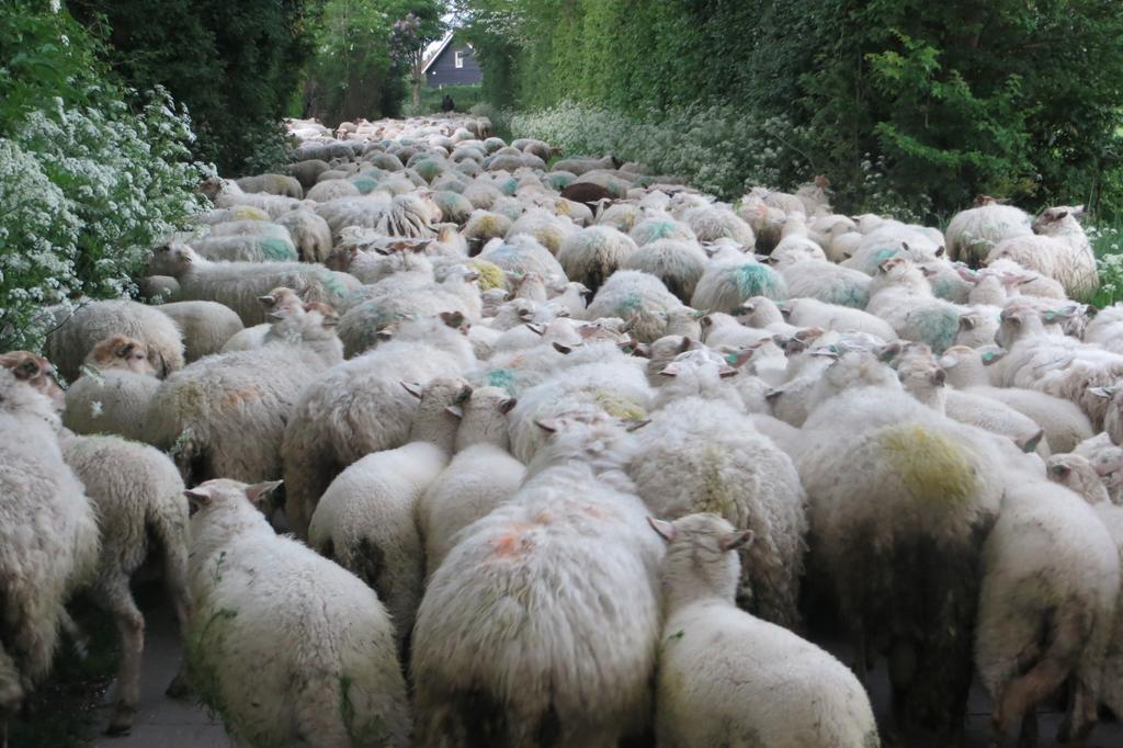 Boerderijcamping Plantlust Veere Bilik gambar
