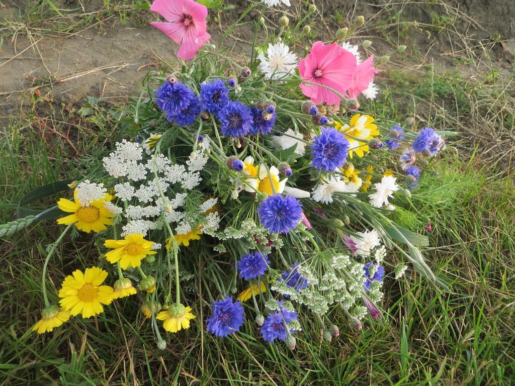 Boerderijcamping Plantlust Veere Bilik gambar